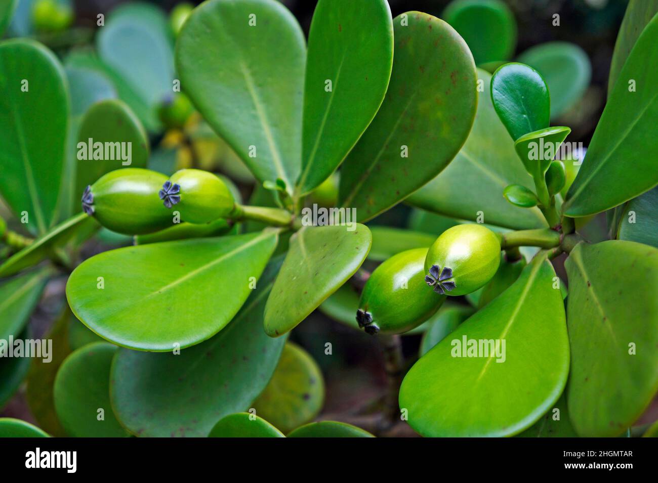 Clusia fruits on tree detail, Rio Stock Photo