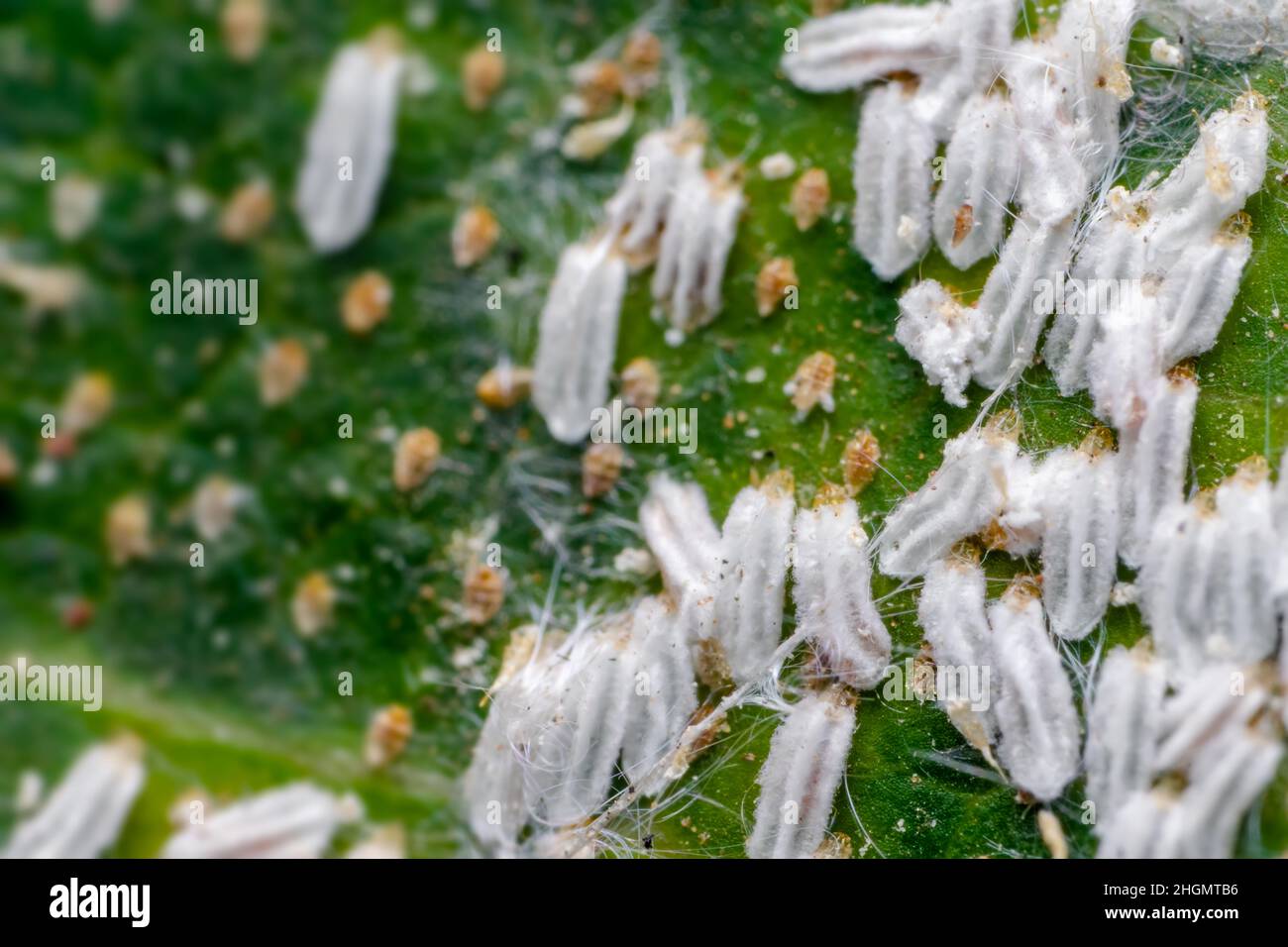 Aulacaspis which are scale insects also known as Asian cycad scale which damage many ornamental and agricultural crops. Stock Photo