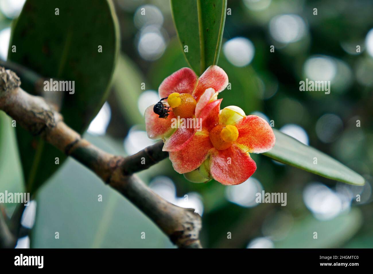 Red clusia flowers on tropical rainforest Stock Photo