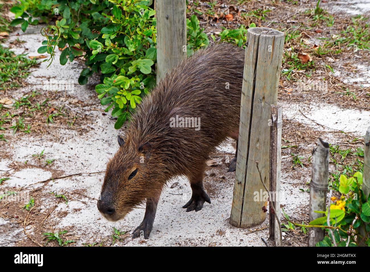 Capybara in the park (Hydrochoerus hydrochaeris) Stock Photo