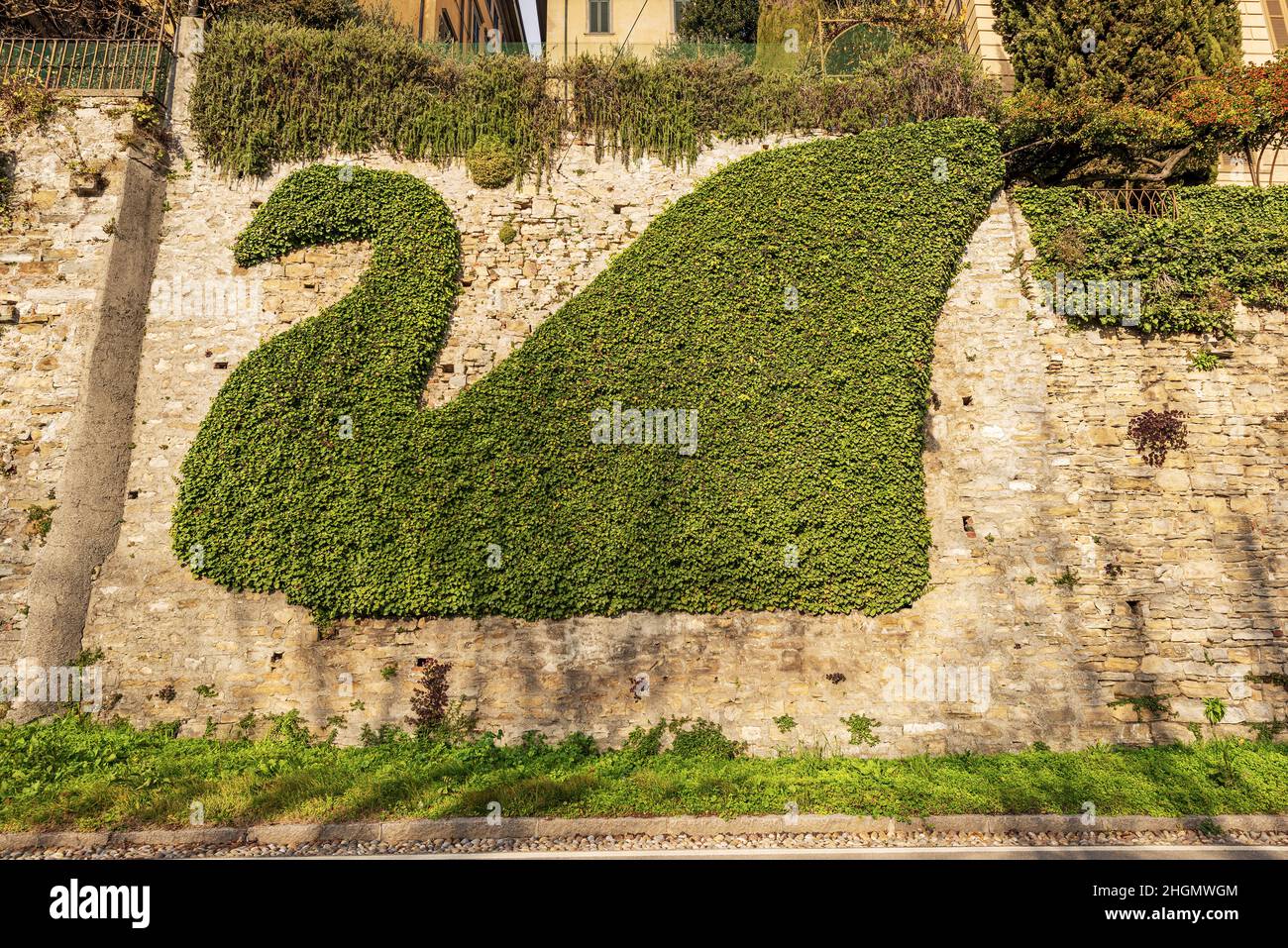 Closeup of a green creeper plant in the shape of a swan on a stone wall, topiary art in Bergamo