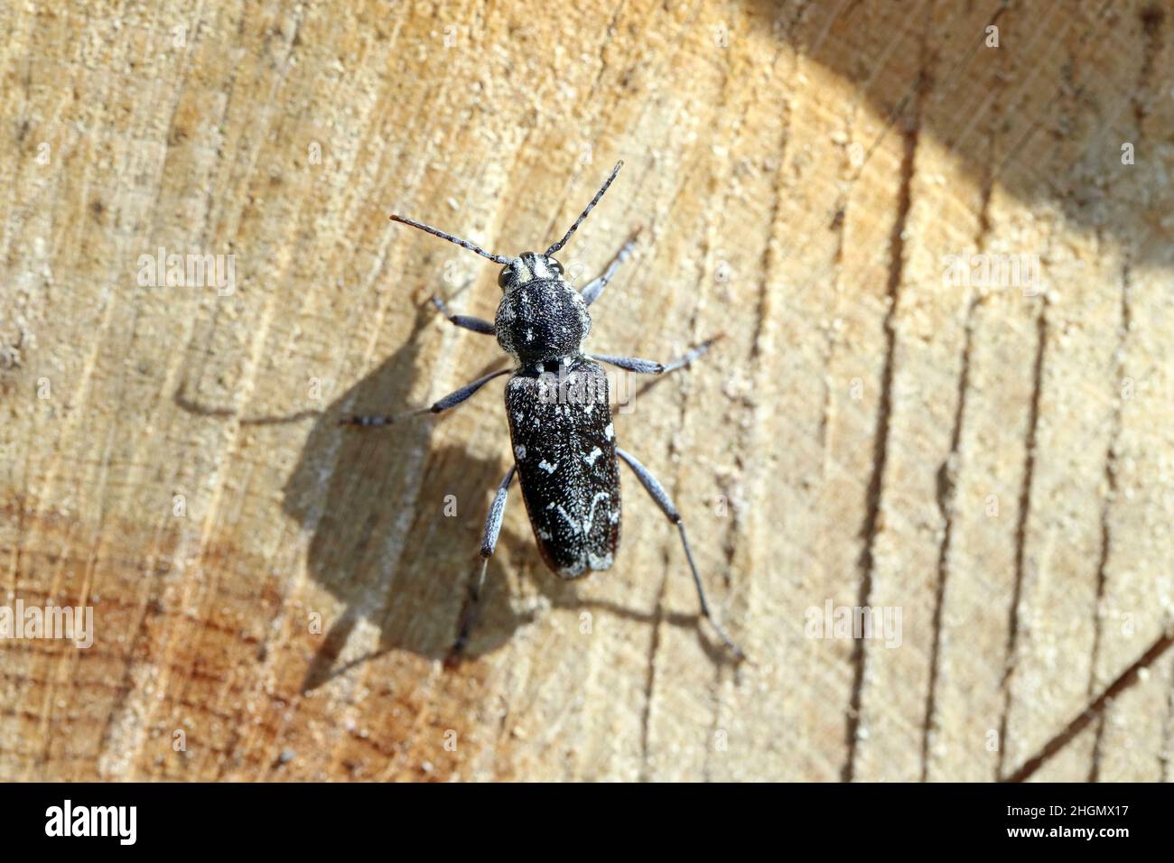 A wood-boring forest insect, the gray tiger longicorn beetle - Xylotrechus rusticus , Family: Cerambycidae. Stock Photo