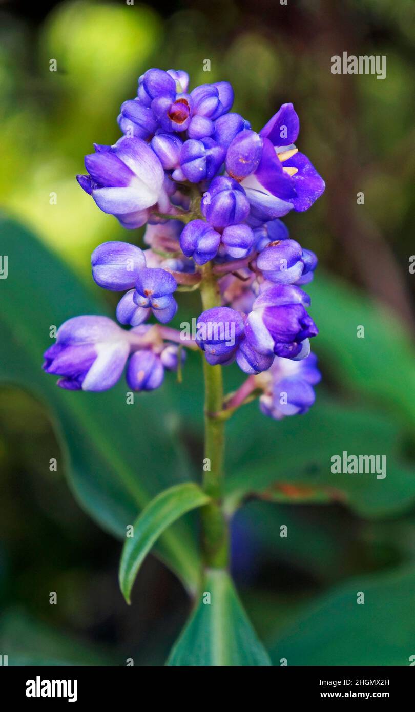 Blue ginger flowers (Dichorisandra thyrsiflora) Stock Photo