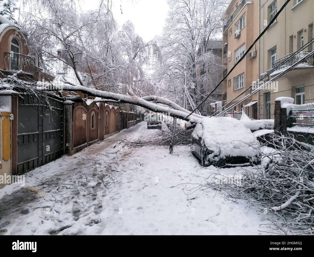 A tree fell across the street and crushed the house and car parked near