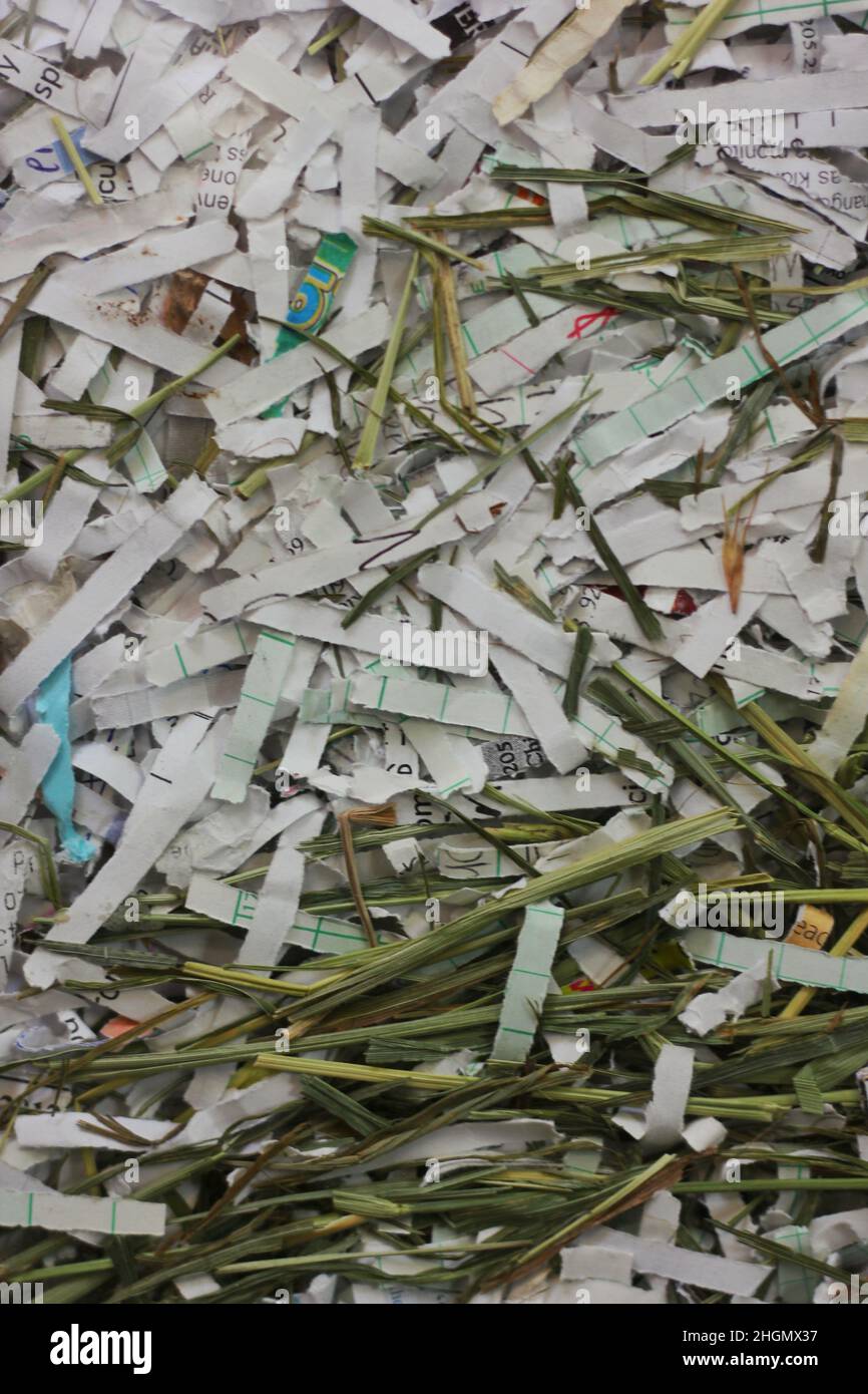 Stack of shredded paper used as bedding for a pet Stock Photo Alamy