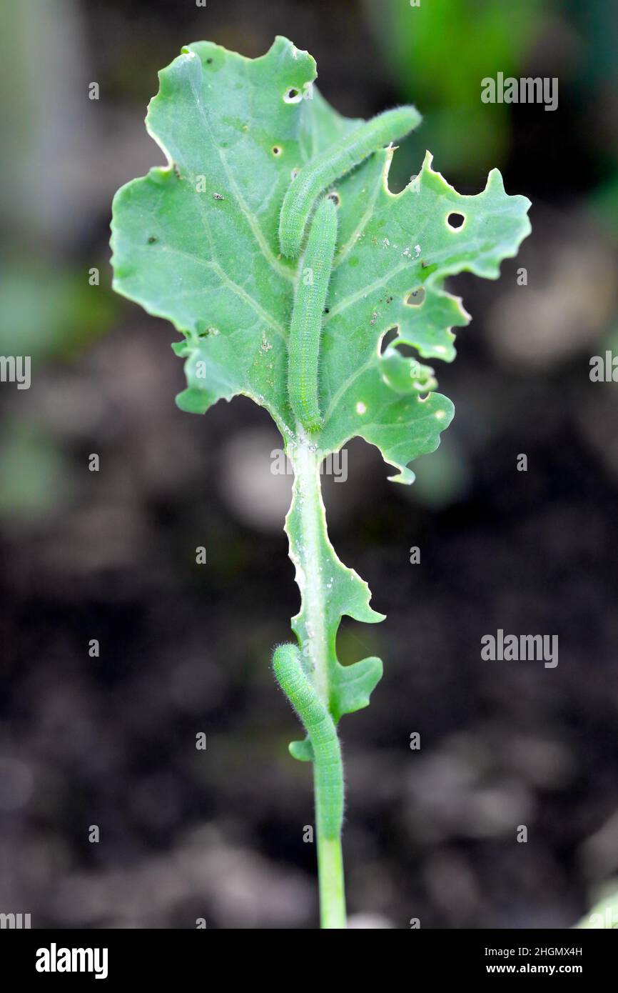 Caterpillars of Pieris rapae called cabbage white, cabbage butterfly or small white on an eaten kale leaf. Stock Photo