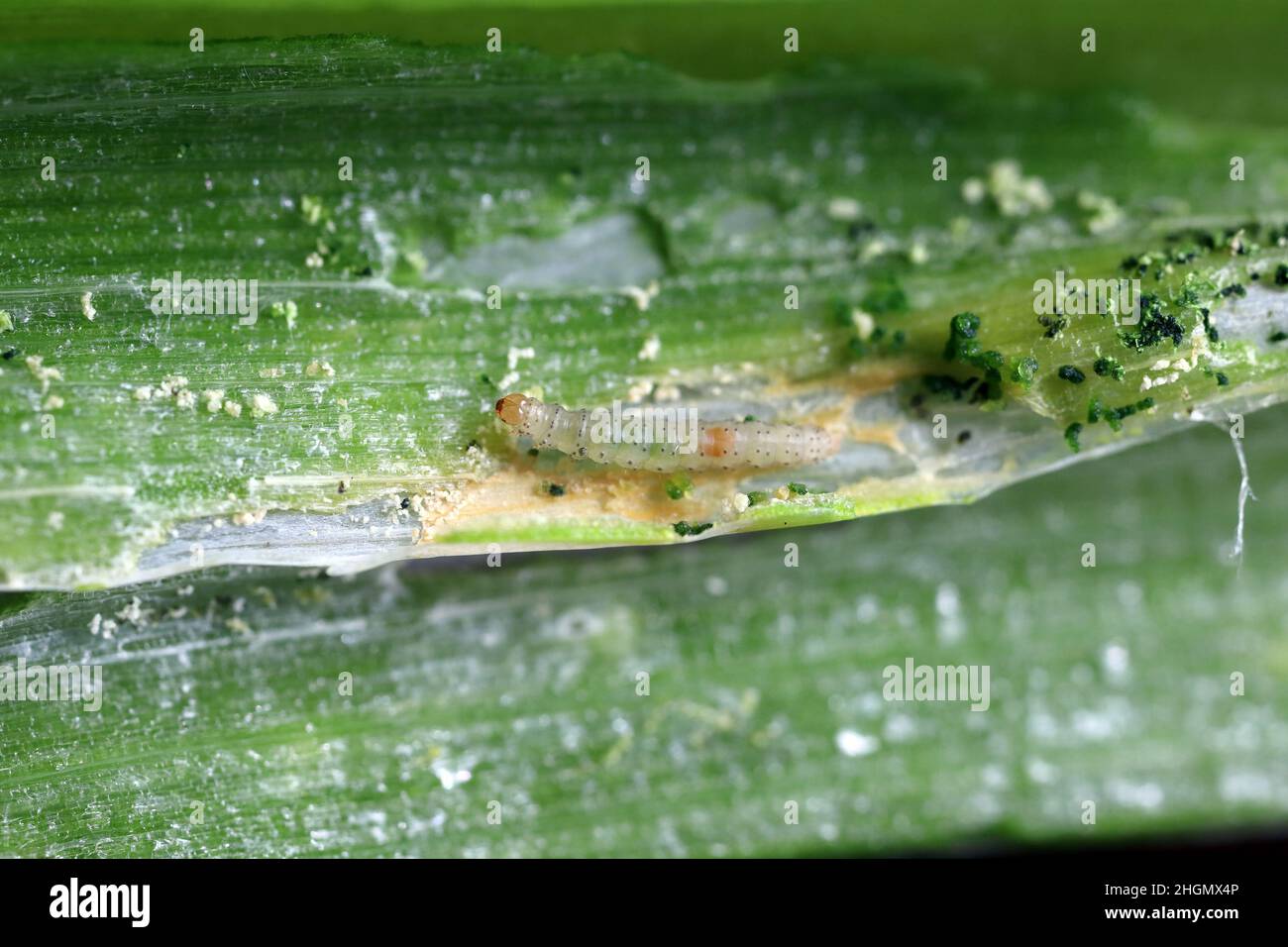 Caterpillar of leek moth or onion leaf miner Acrolepia assectella