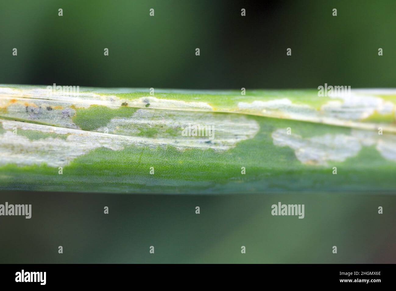 Onion leaves damaged by leek moth or onion leaf miner (Acrolepiopsis