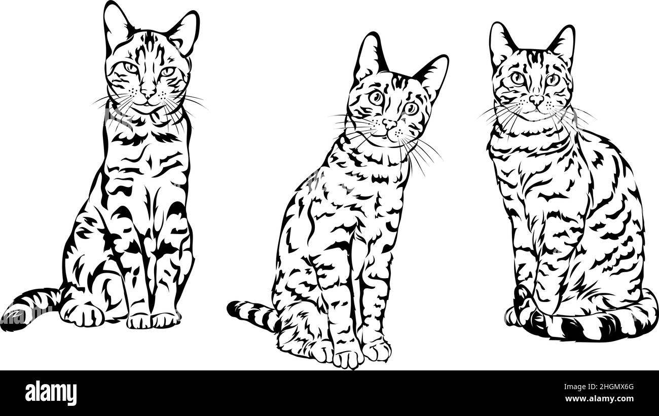 Bengal cat,  figure, 3 variants of the image, vector, illustration, image of a cat,  figure, portrait, illustration, set, white, black, isolated, simp Stock Vector