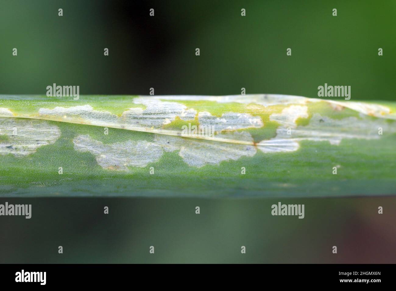 Onion leaves damaged by leek moth or onion leaf miner (Acrolepiopsis, Acrolepia assectella) family Acrolepiidae. Stock Photo
