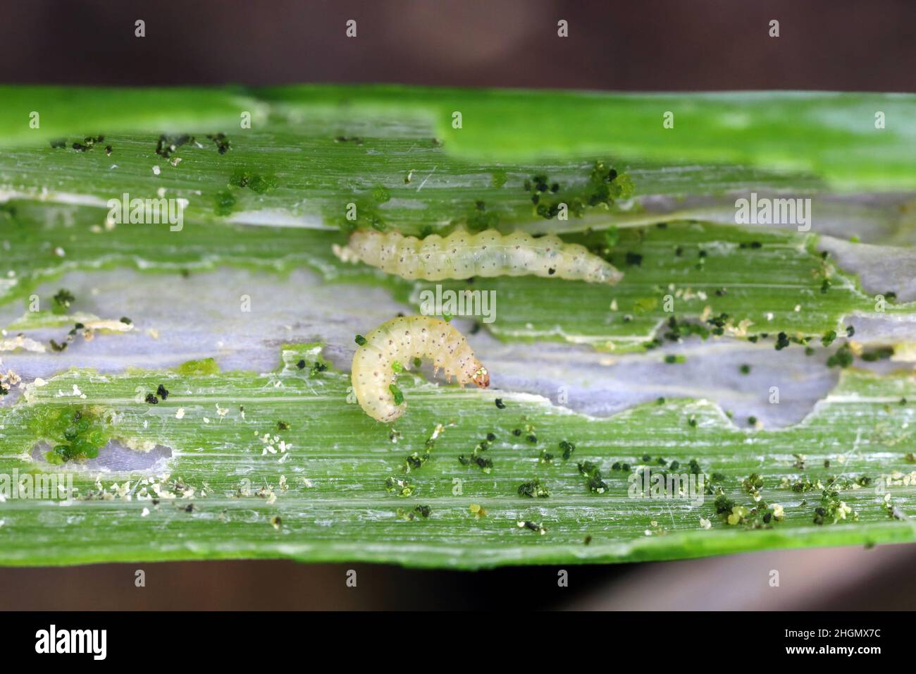 Caterpillars of leek moth or onion leaf miner Acrolepia assectella