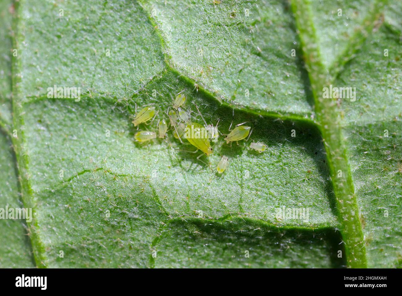 Colony of green potato aphids - Macrosiphum euphorbiae on the underside of an eggplant leaf. Stock Photo