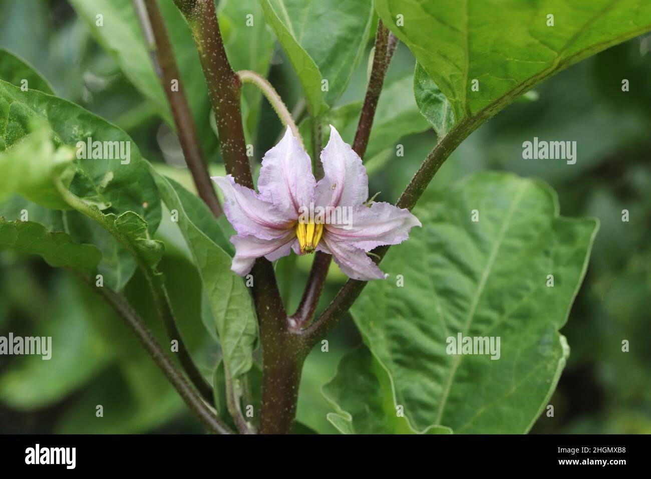 Flowers of the eggplant in the garden. Stock Photo