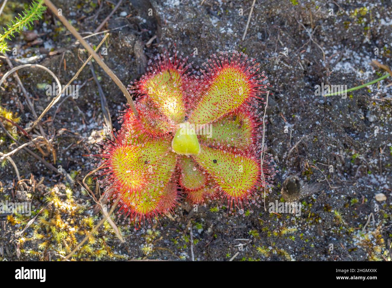 Single Rosette of Drosera cuneifolia in natural habitat on the Table Mountain National Park south of Cape Town in the Western Cape of South Africa Stock Photo