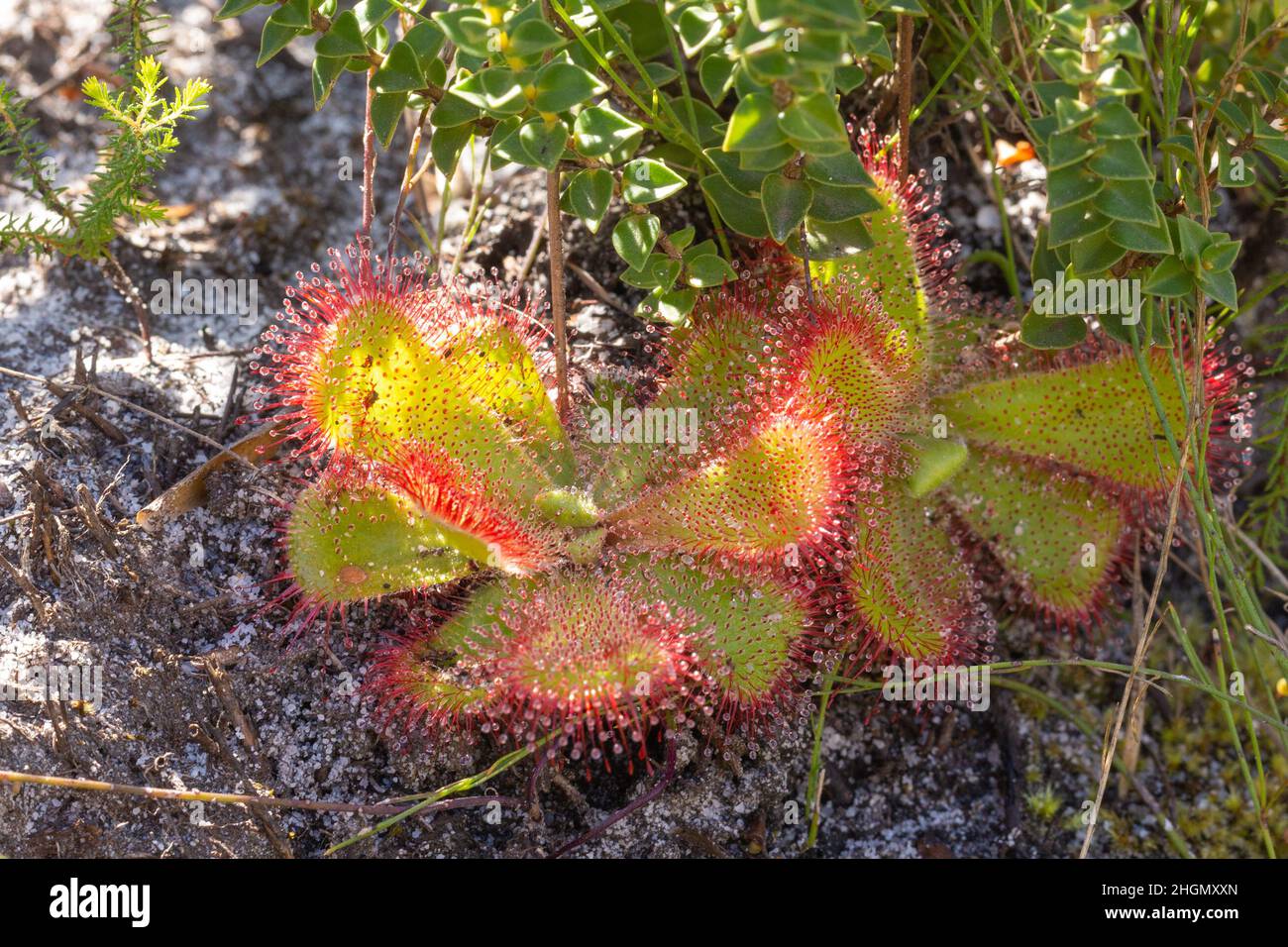 Drosera cuneifolia in the Silvermine Nature Reserve south of Cape Town in the Western Cape of South Africa Stock Photo