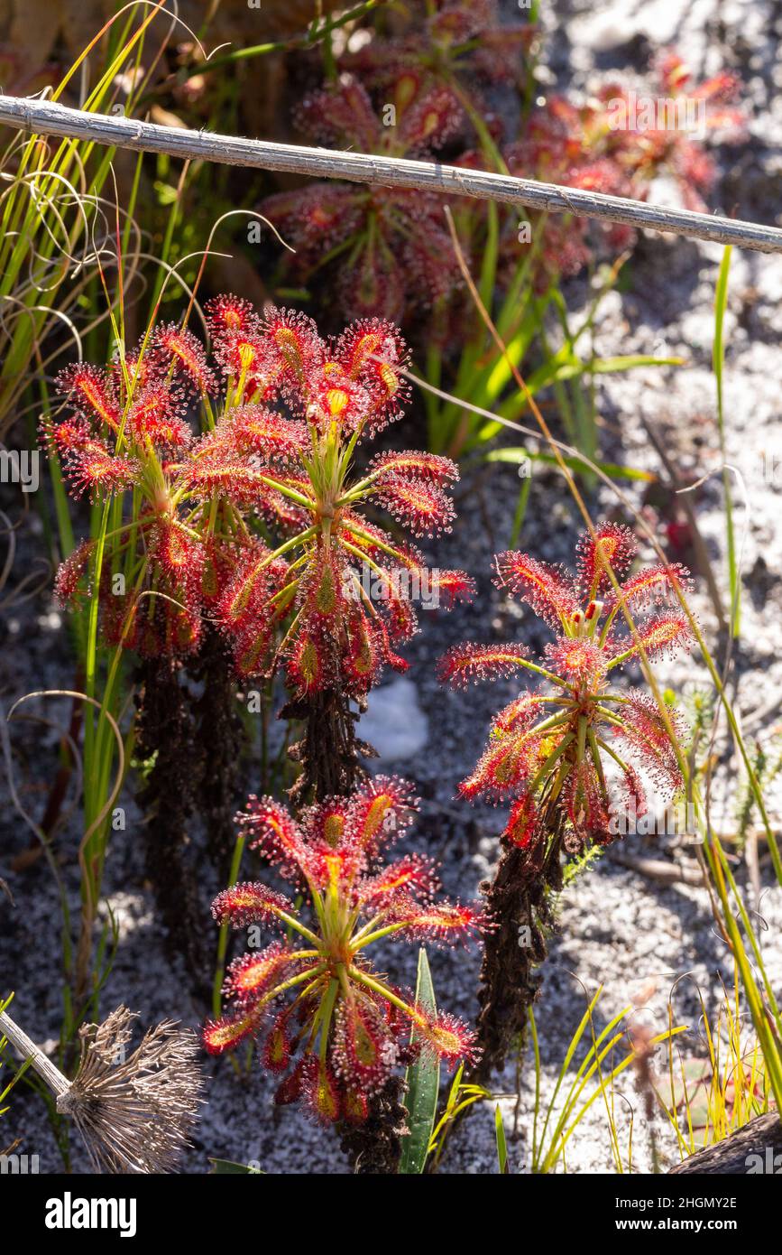 Group of the carnivorous plant Drosera glabripes taken in Silvermine Nature Reserve close to Cape Town in the Western Cape of South Africa Stock Photo
