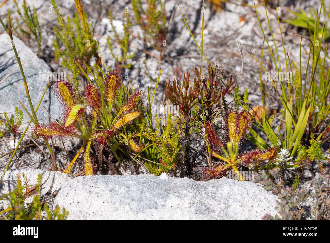 Two plants of the carnivorous Sundew Drosera ramentacea seen in natural