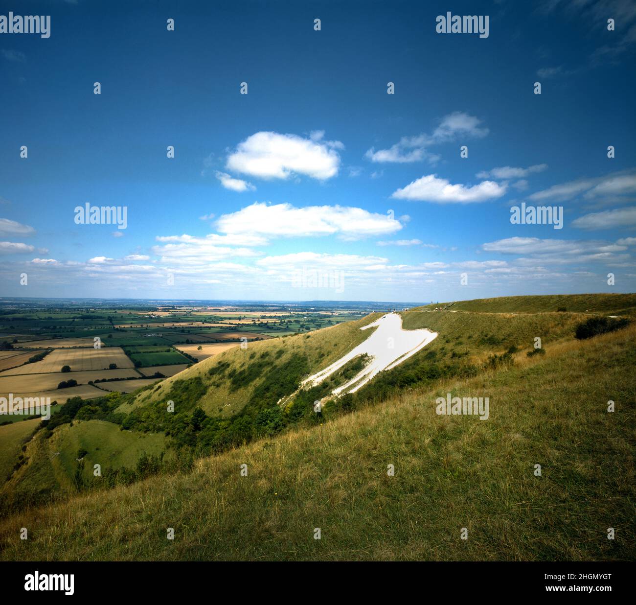 White horse chalk figure Westbury Wiltshire England summer copy space blue sky fluffy clouds Stock Photo