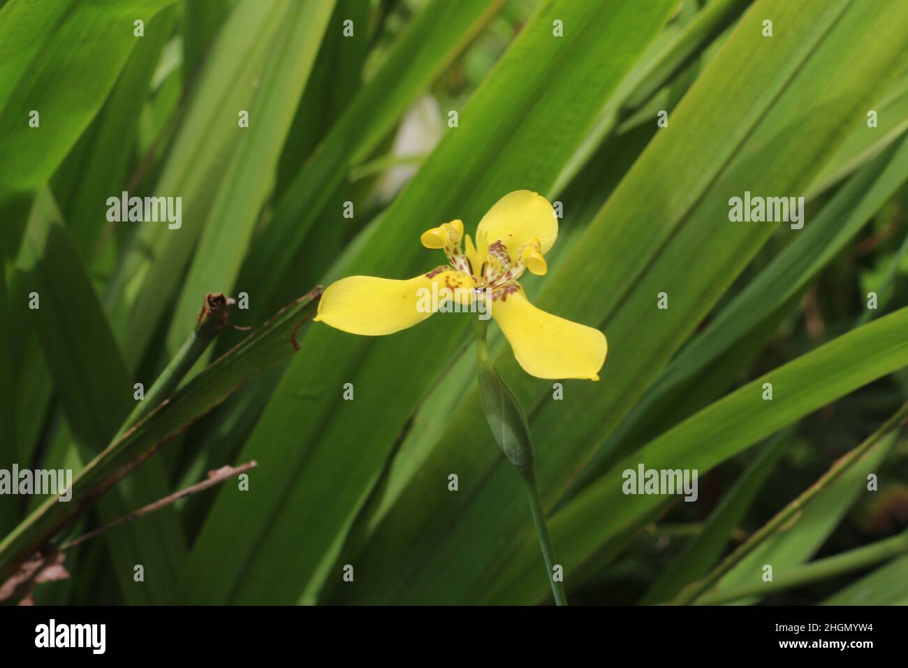 Over The Brick – GamersGrass: Flowers And Shrubs - Green Shrub