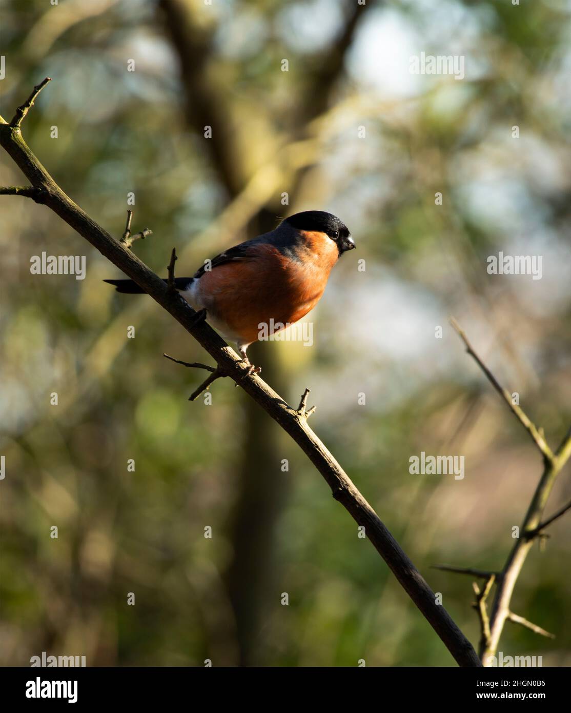 The male Bullfinch is one of the most beautiful garden birds in the UK. They are shy by nature but they will use garden feeders, especially in winter Stock Photo