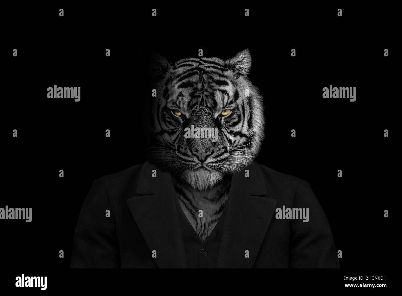 Man in the form of a Tiger mammal , The Tiger person , animal face isolated  black white Stock Photo - Alamy