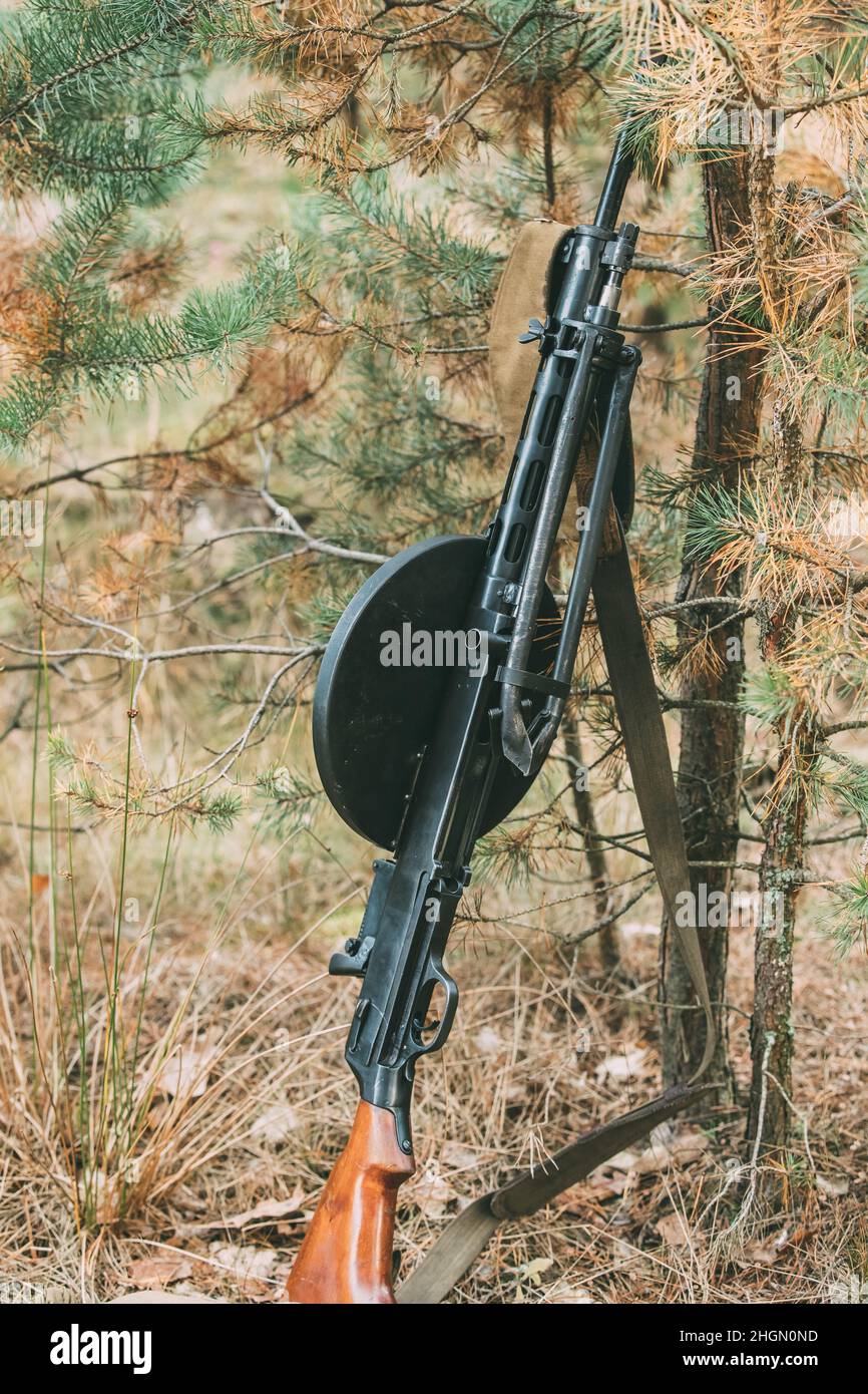 Old Soviet Russian DP Machine Gun Of World War II Leaning Against Trunk Of Tree. Weapon Of Red Army Stock Photo