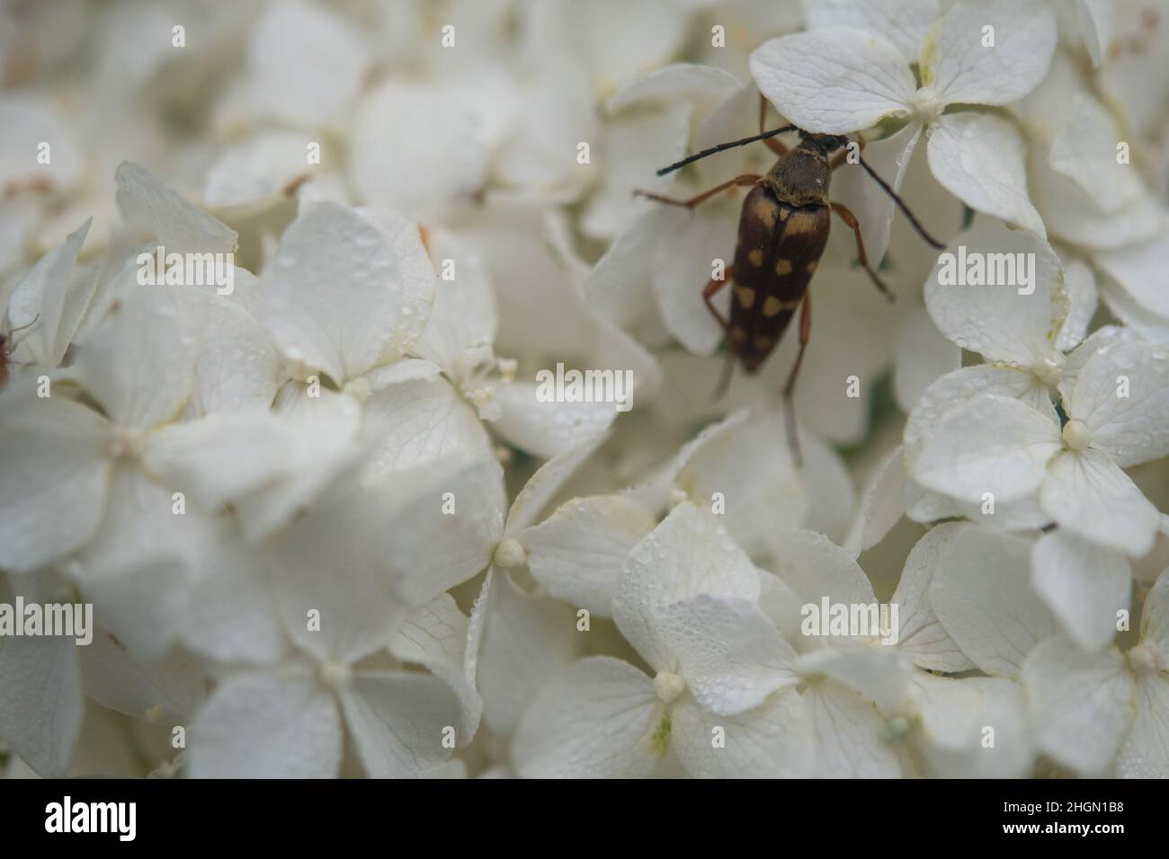 Colorful beetle crawling among flower petals Stock Photo