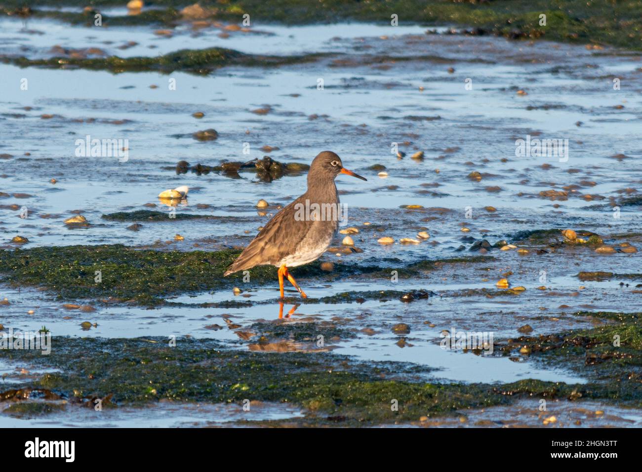 Redshank (Tringa totanus), wading bird in the shallows and mudflats at Farlington Marshes Nature Reserve, Hampshire, UK, during winter Stock Photo