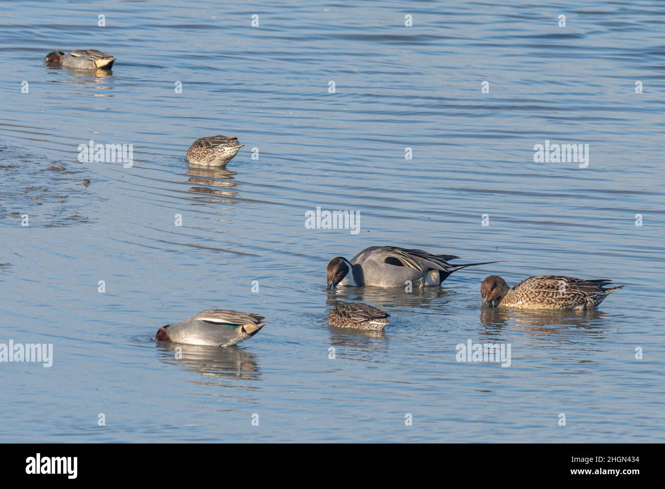Pintail ducks (Anas acuta) and teal (Anas crecca) feeding in shallow water at Farlington Marshes Nature Reserve during winter, Hampshire, UK Stock Photo