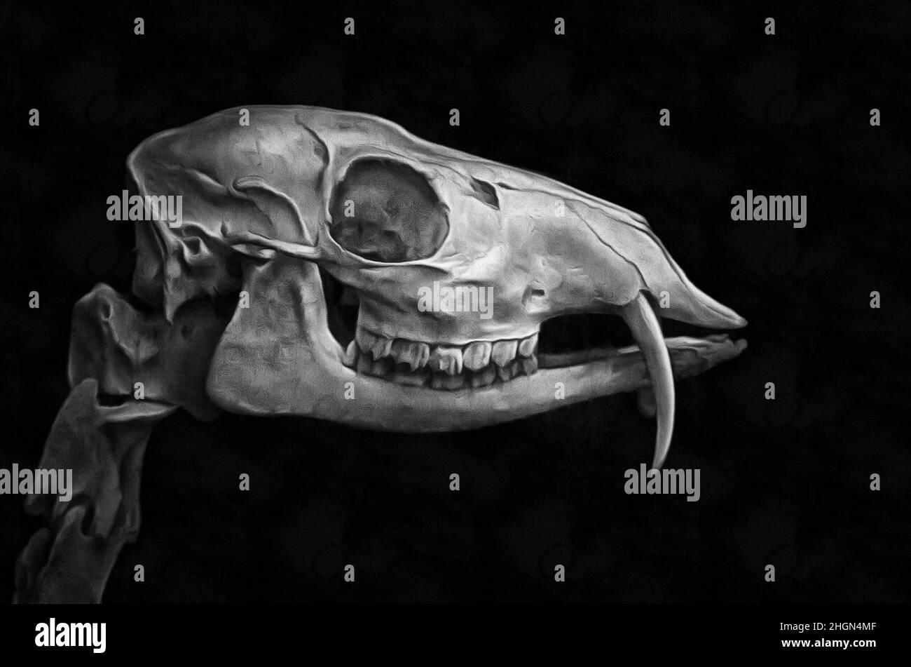 Illustratuons bones, skull,musk deer skeleton Stock Photo