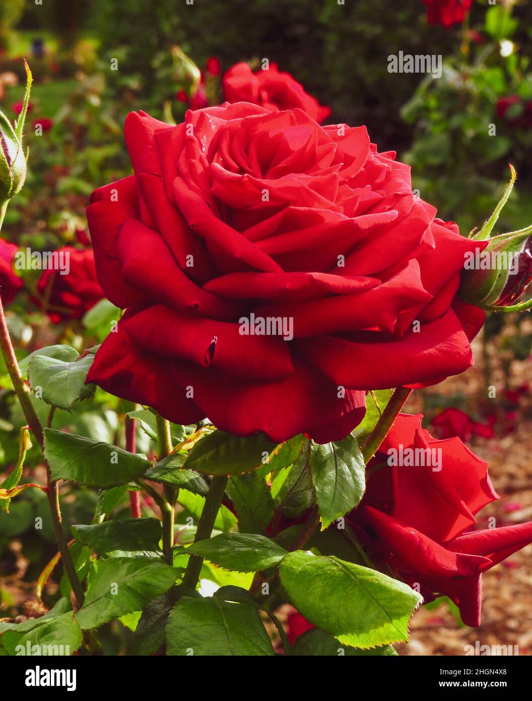 Roses in St. Anne's Park Stock Photo Alamy