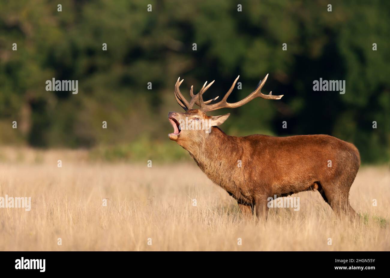 Close up of a red deer stag calling during rutting season in autumn, UK. Stock Photo