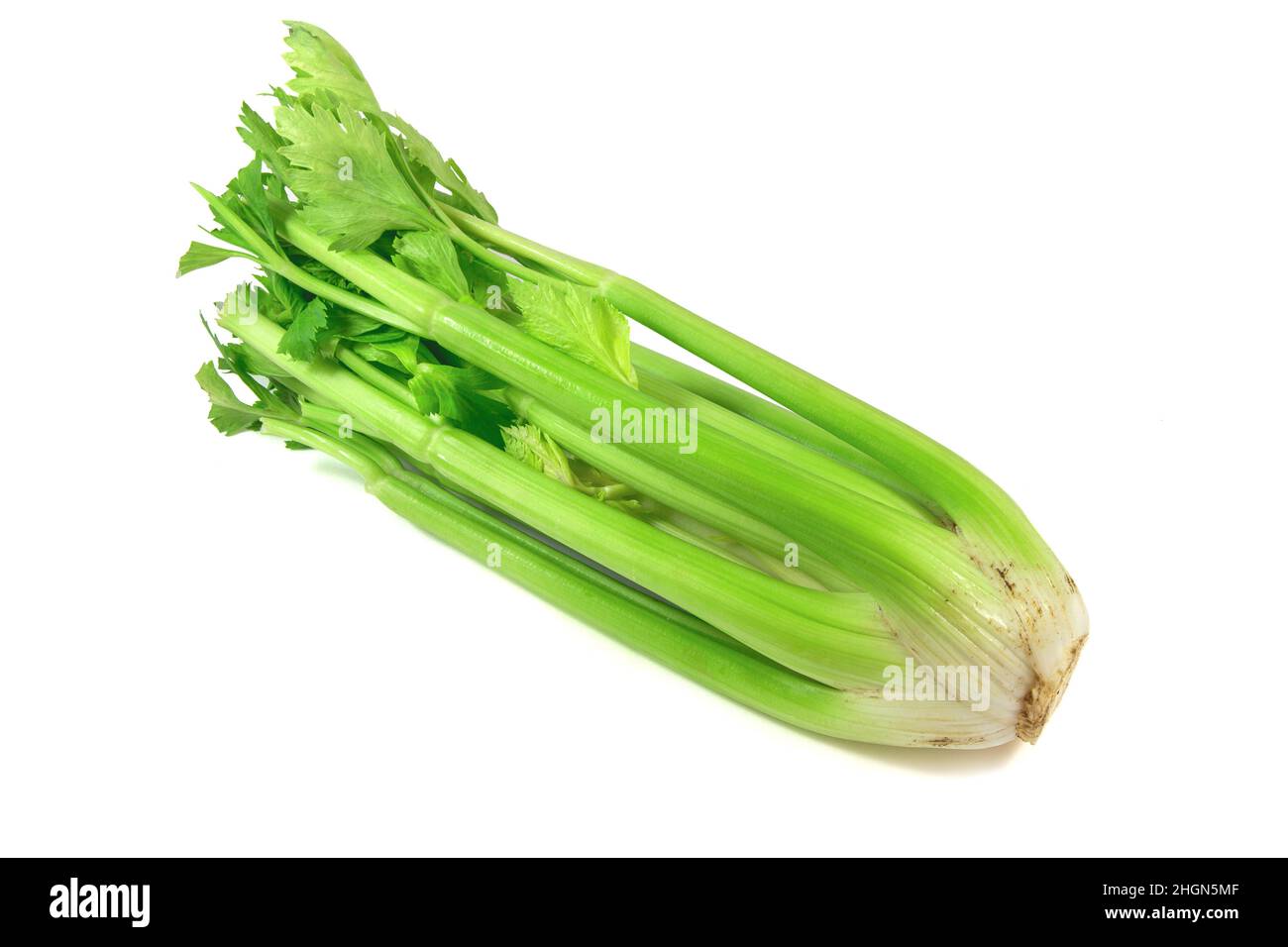 Bio fresh green celery, bunch celery stalk with leaves isolated on a