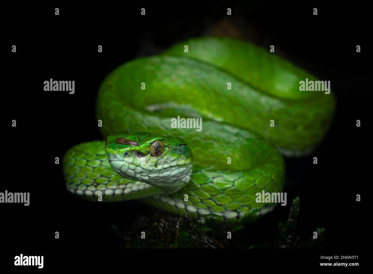 Professional portrait of large-scaled pit viper from Munnar, Kerala, India with a black background with diffused lighting and no glare. Stock Photo