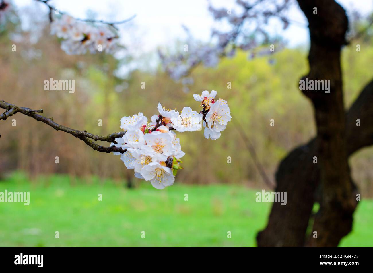 Apricot fruit tree flowering in spring Stock Photo - Alamy