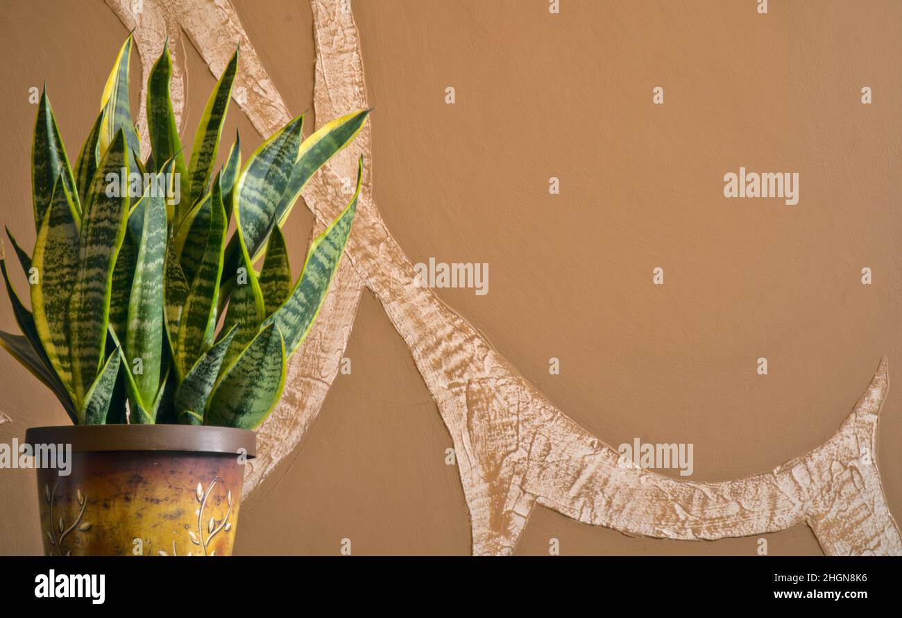 snake plant in a pot , mother-in-law's tongue, Saint George's sword, sansevieria trifasciata on abstract blurry background Stock Photo