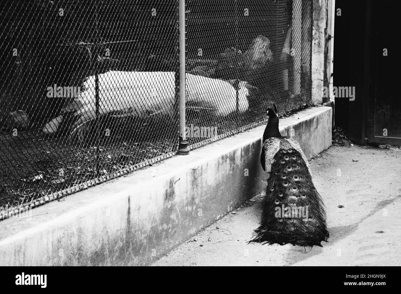 Difficult love. Free colorful peacock courting white one sitting in aviary. Black  white historic photo. Stock Photo
