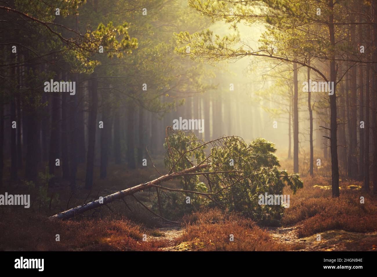 Autumn dark misty forest, forest path and a fallen pine tree Stock Photo