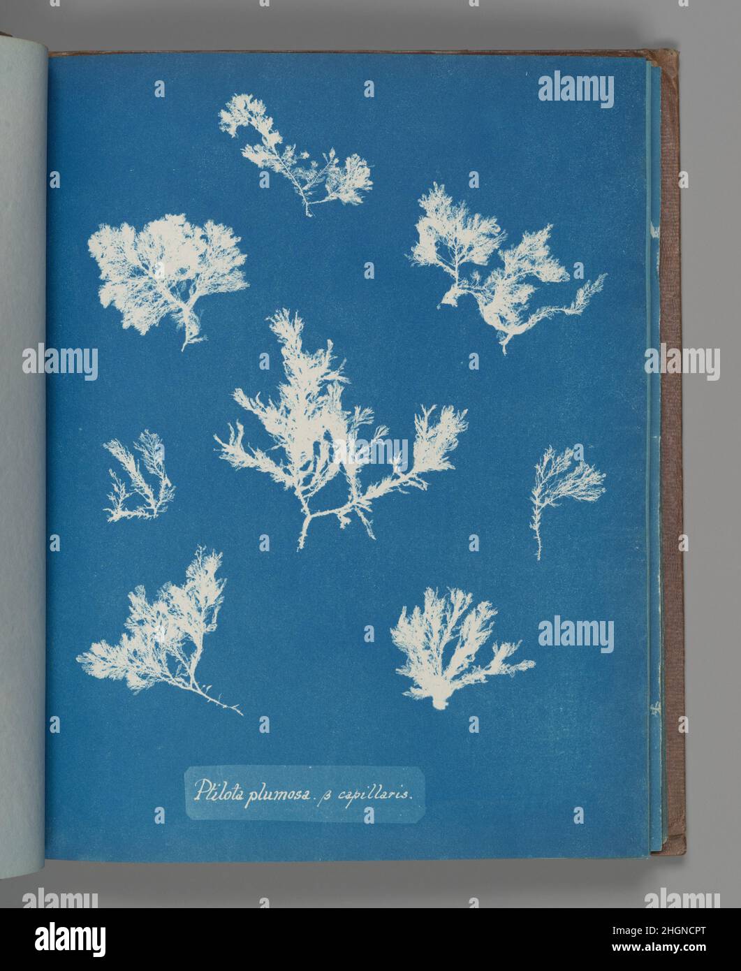 Ptilota plumosa. ß capillaris ca. 1853 Anna Atkins British. Ptilota plumosa. ß capillaris. Anna Atkins (British, 1799–1871). ca. 1853. Cyanotype. Photographs Stock Photo