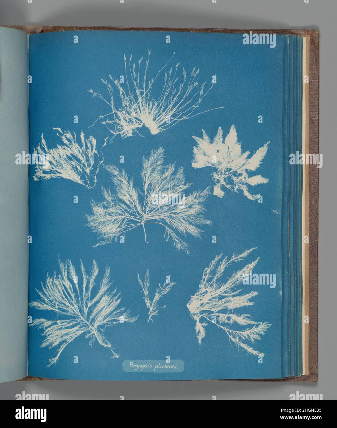 Bryopsis plumosa ca. 1853 Anna Atkins British. Bryopsis plumosa. Anna Atkins (British, 1799–1871). ca. 1853. Cyanotype. Photographs Stock Photo