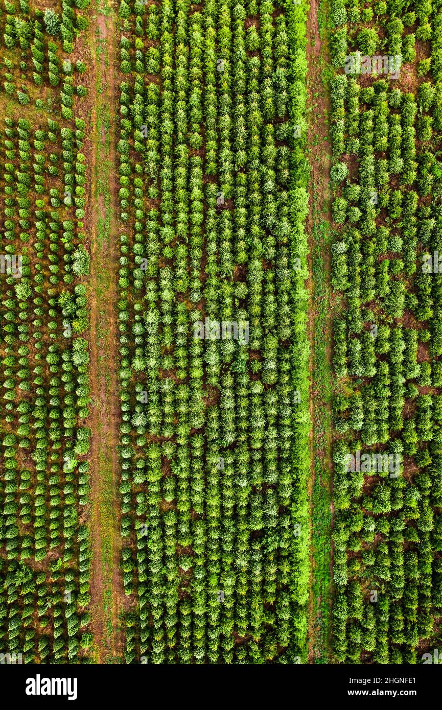 Top view of the afforestation of the area. Tree population restoration