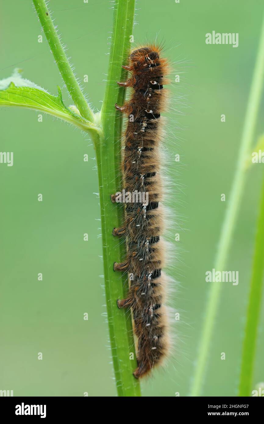Vertical closeup on the large caterpillar of Oak Eggar moth, Lasiocampa quercus, hanging on a grass straw Stock Photo