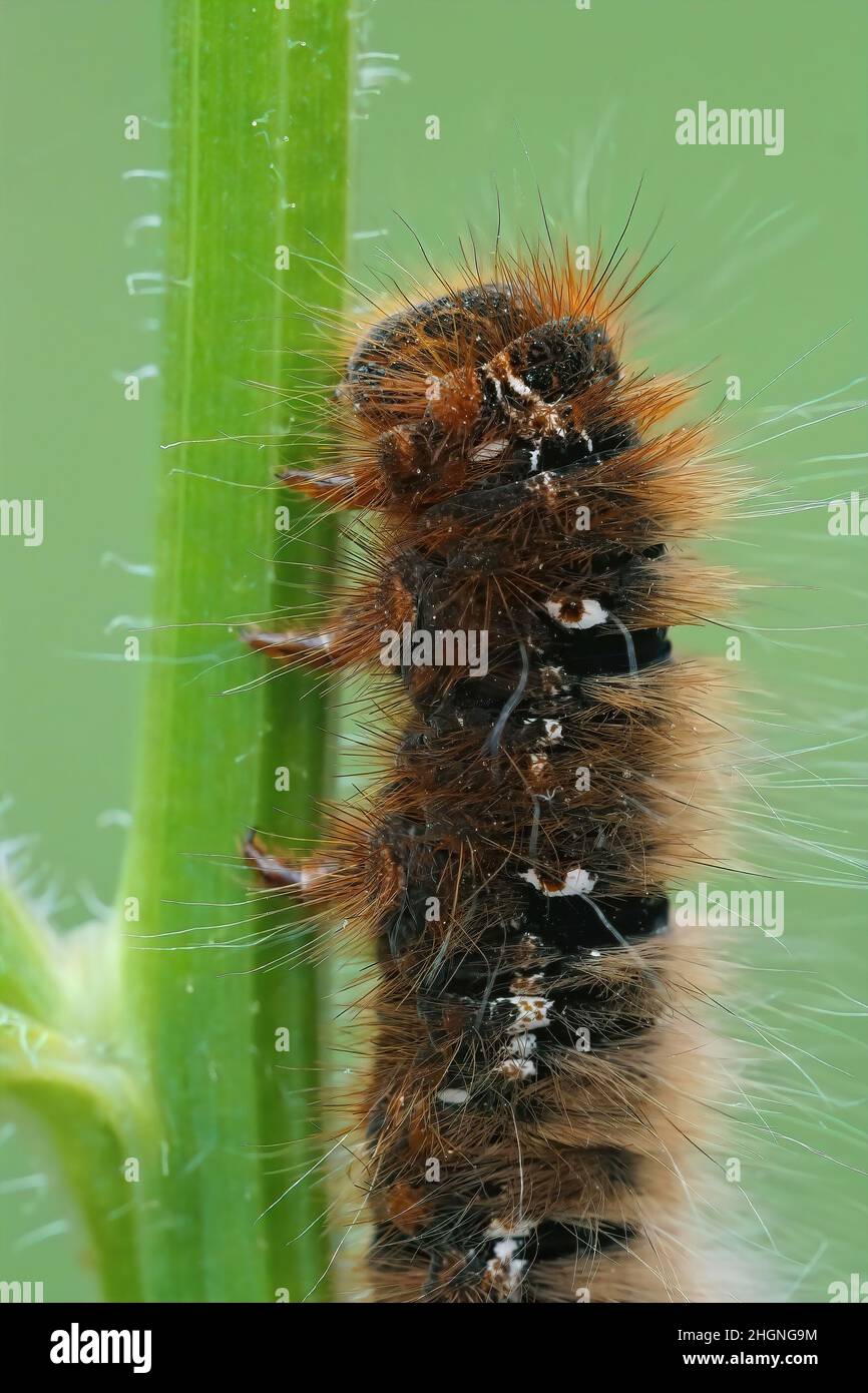 Vertical closeup on the large caterpillar of Oak Eggar moth, Lasiocampa quercus, hanging on a grass straw in the field Stock Photo