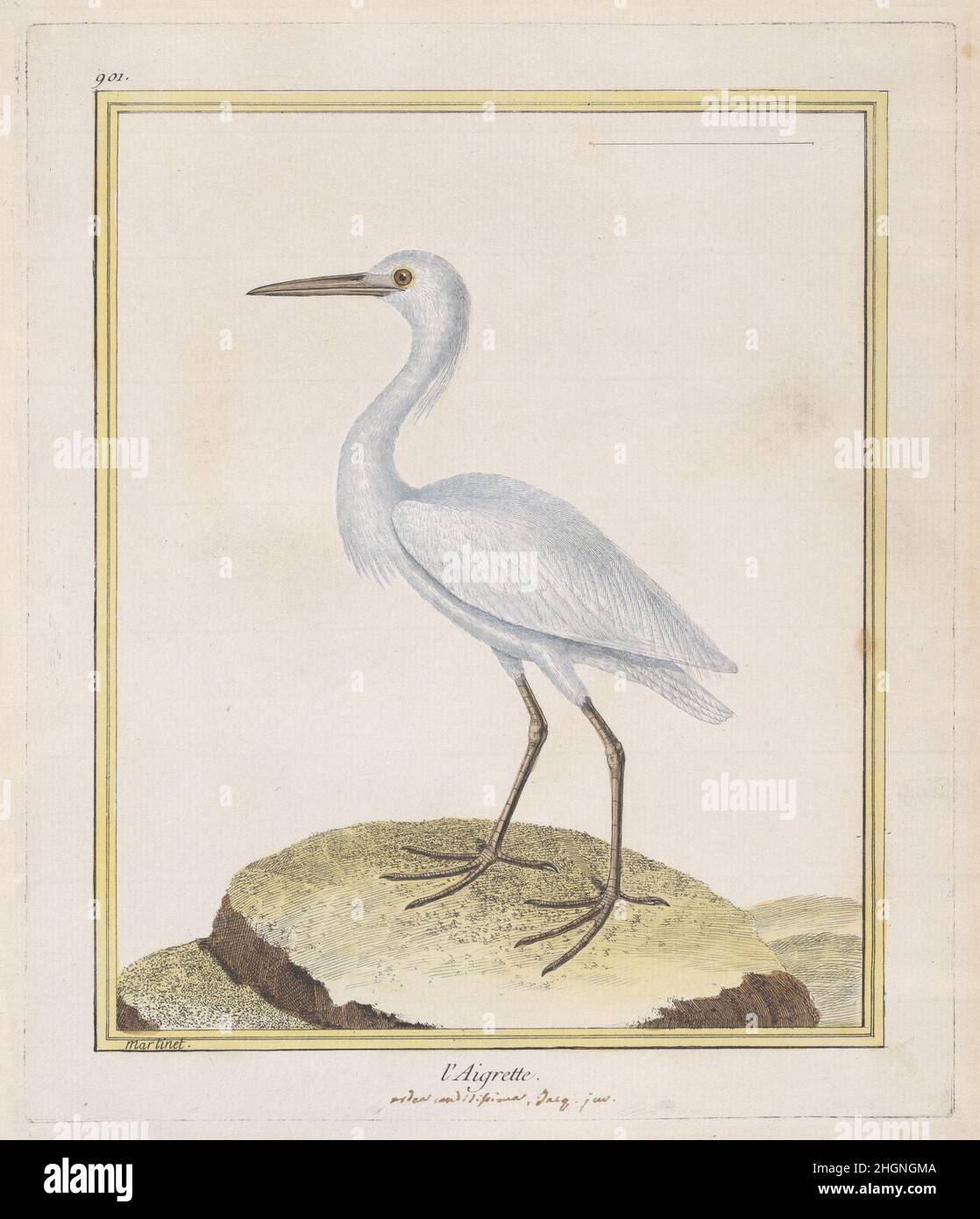 L'Aigrette (Egret) 1770–86 François Nicolas Martinet This hand-colored image comes from "Histoire Naturelle Des Oiseaux," a famous set of volumes edited by Georges Louis Leclerc, le comte de Buffon (1707-1788), Intendant du Jardin des Plantes du Roi (head of the royal botanical gardens) under Louis XV. Initially the project was conceived as part of Buffon’s extensive natural history of the world, "Histoire Naturelle, Générale et Particulière," begun in 1749. As published with hand-colored plates engraved by Martinet, the set became an independent set published 1771-86. Distinguished by yellow Stock Photo