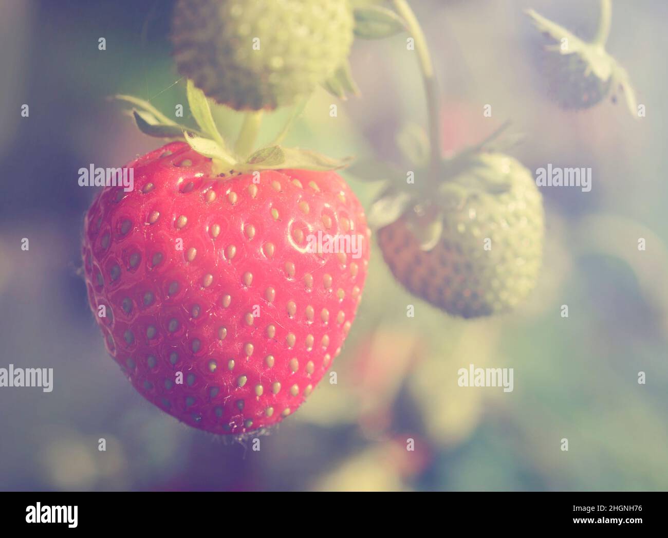 Fresh organic strawberries in the garden Stock Photo - Alamy