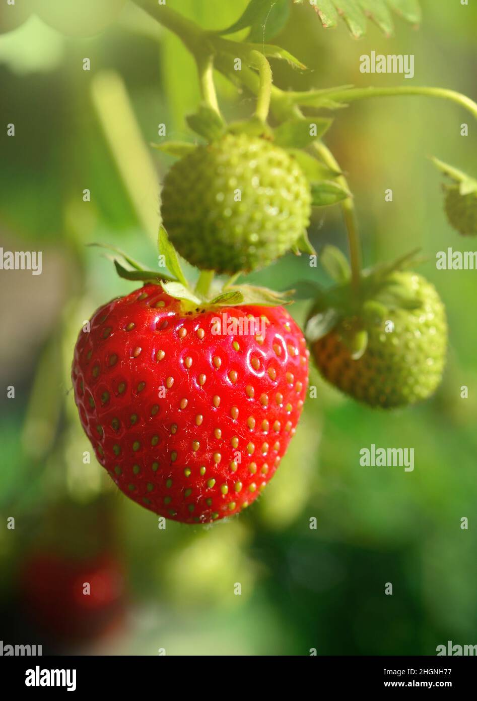 Strawberries in the garden hi-res stock photography and images - Alamy