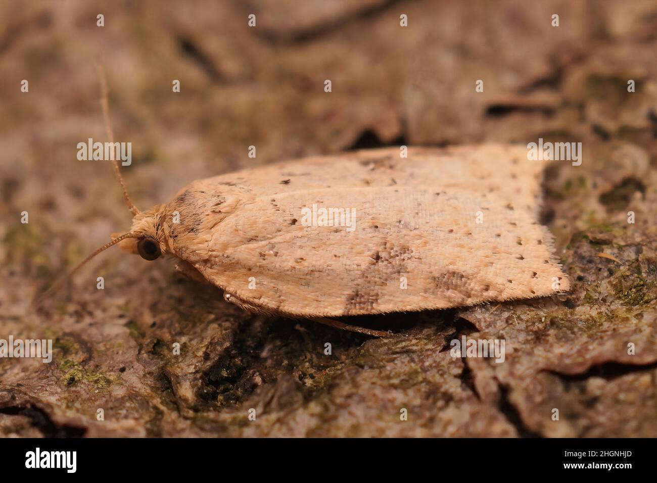 Closeup on a small lightbrown Tortrix moth, Acleris notata, sitting on wood in the garden Stock Photo
