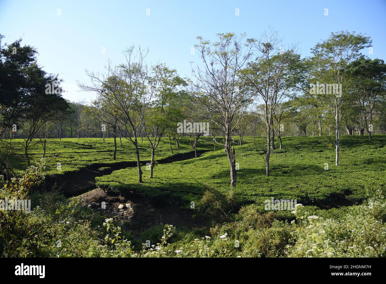 Tea garden at Batabari beside National Highway 31, Jalpaiguri district in West Bengal, India