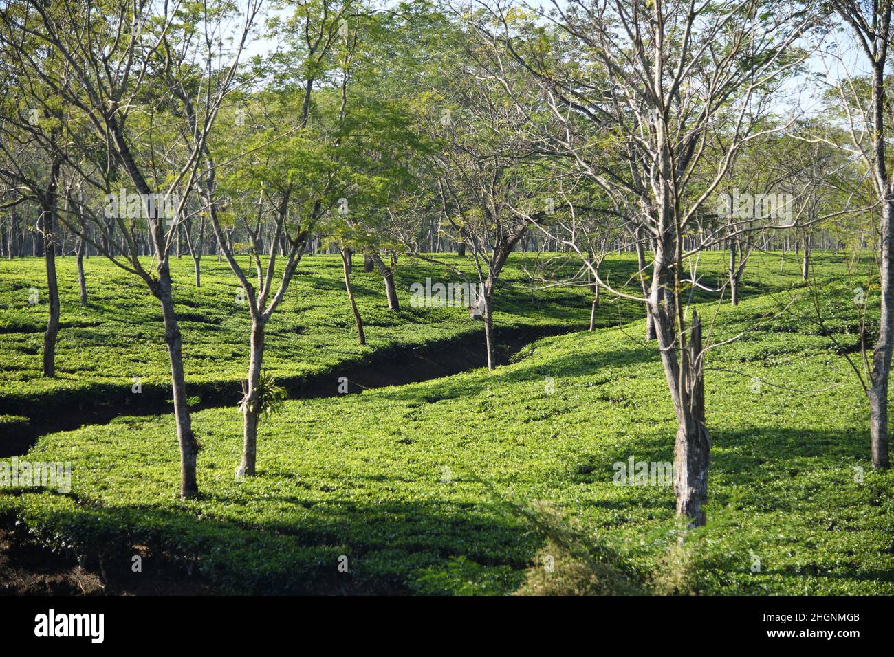 Tea garden at Batabari beside National Highway 31, Jalpaiguri district in West Bengal, India