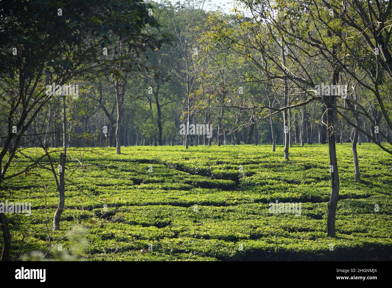 Tea garden at Batabari beside National Highway 31, Jalpaiguri district